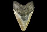 Massive, Fossil Megalodon Tooth - North Carolina #158236-2